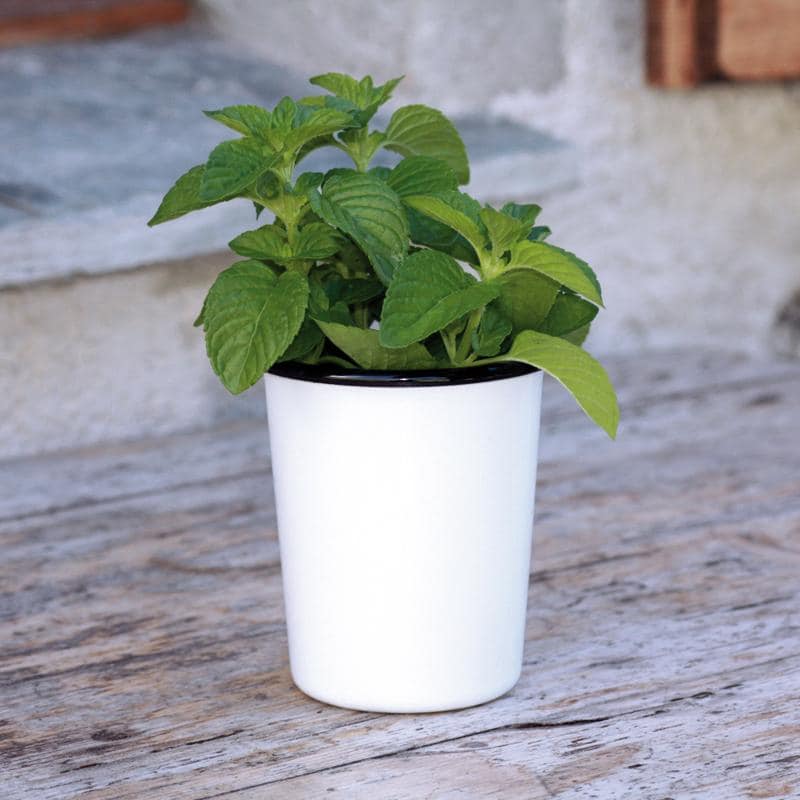 COELO Enamel Cup Enamel Ware- Swiss Advance - zero waste packaging - sustainable design